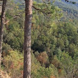 Natural Bridge State Resort Park