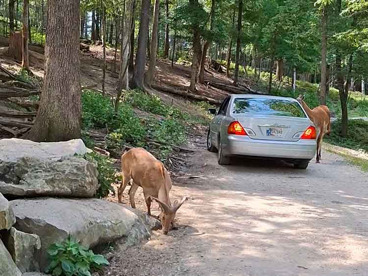 Wilstem Wildlife Park